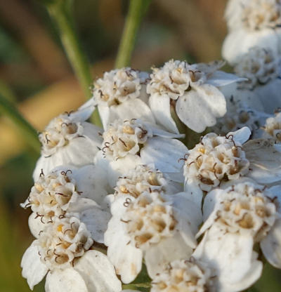 achillea millefolium