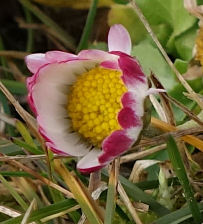 bellis perennis