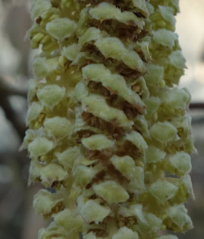 corylus avallana