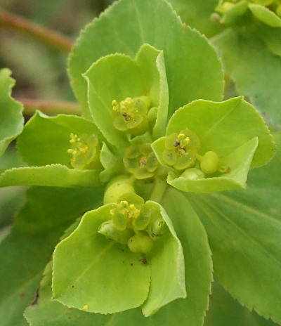 euphorbia helioscopia