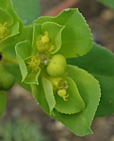 euphorbia helioscopia