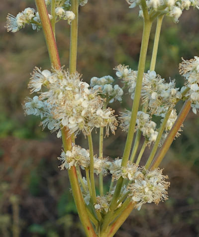 filipendula ulmaria