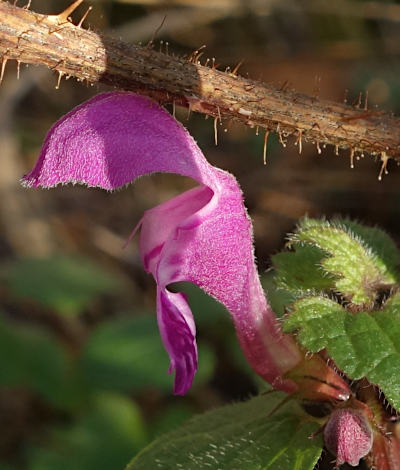 lamium maculatum