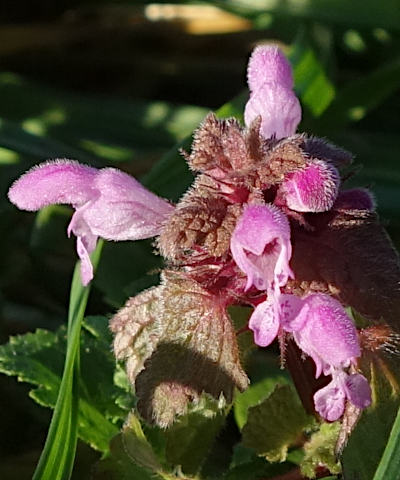 lamium purpureum