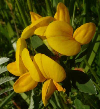 lotus corniculatus