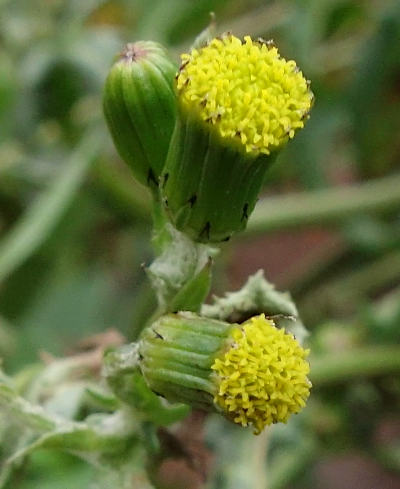 senecio vulgaris