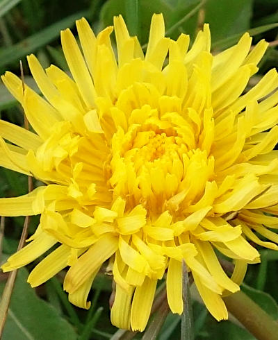 taraxacum officinale