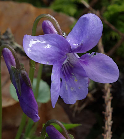 viola reichenbachiana